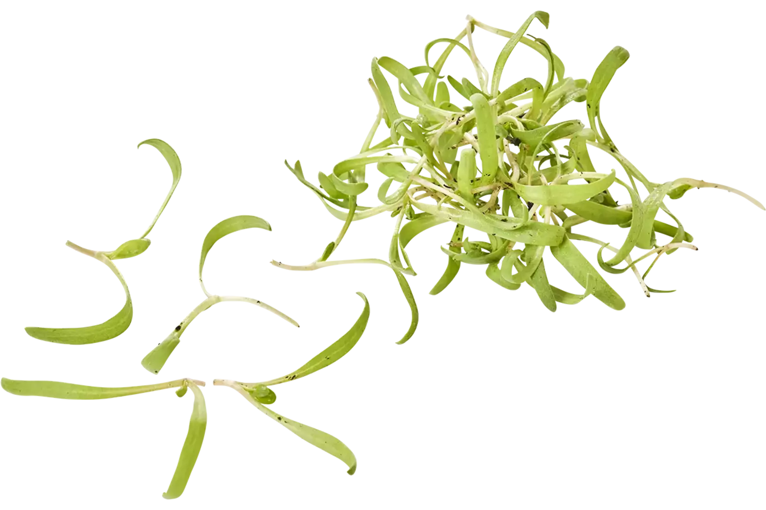 Micro spinazie 15gr stuk 1